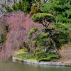 Cherry Blossoms Are Opening Up At The Brooklyn Botanic Garden